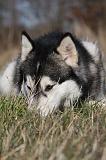 ALASKAN MALAMUTE 777